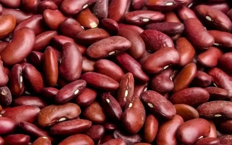 Frijol rojo • Red kidney