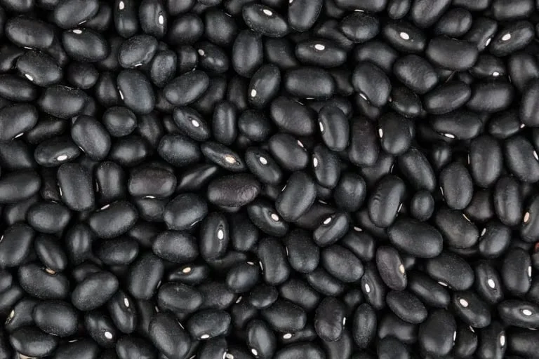 Frijol negro